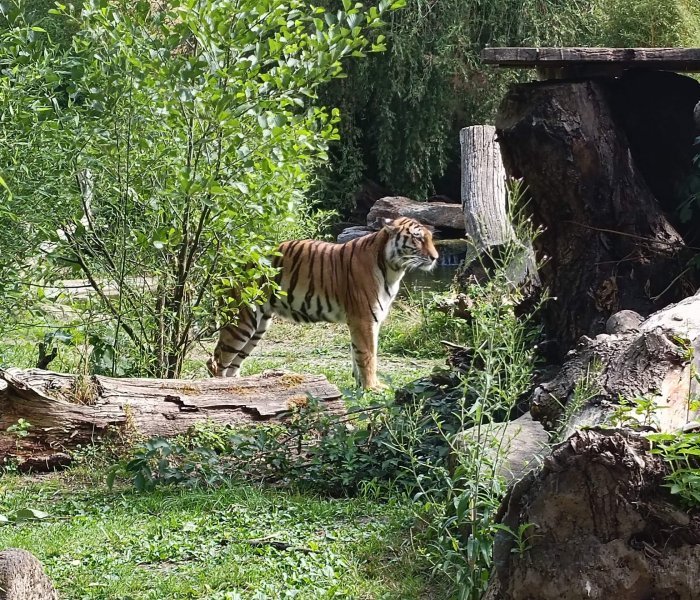 호랑이 관람 구역